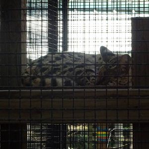 Serval at Busch Gardens Tampa