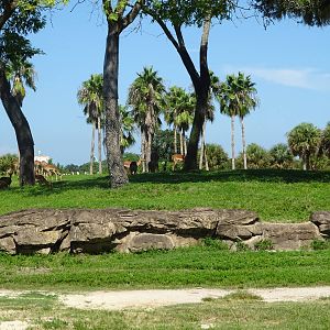 General View of Serengeti Plain at Busch Gardens Tampa