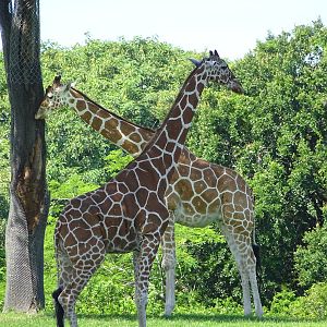 Reticulated Giraffes at Busch Gardens Tampa