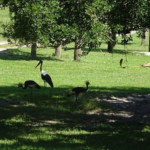 Birds on the Serengeti Plain at Busch Gardens Tampa