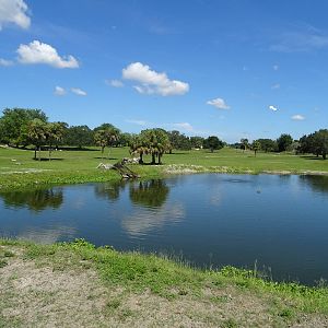 General View of Serengeti Plain at Busch Gardens Tampa