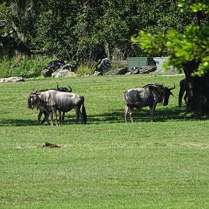 Wildebeest at Busch Gardens Tampa