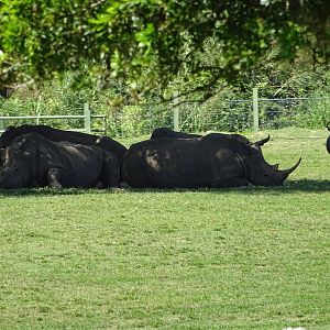 Rhinoceros at Busch Gardens Tampa