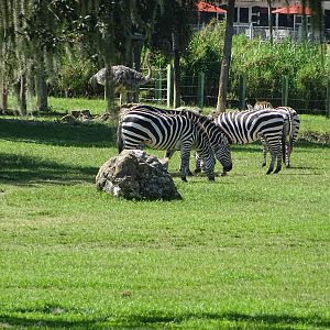 Zebra at Busch Gardens Tampa