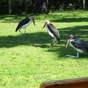 Marabou Stork at Busch Gardens Tampa