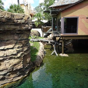 Bornean Orangutan Exhibit at Busch Gardens Tampa