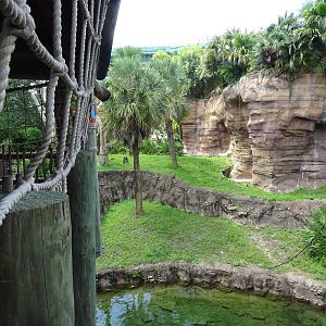 Bornean Orangutan Exhibit at Busch Gardens Tampa