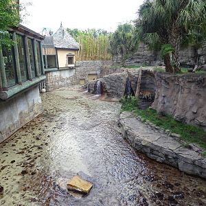 Bengal Tiger Exhibit at Busch Gardens Tampa