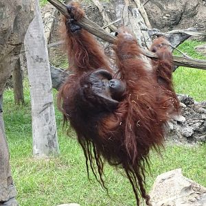 Bornean Orangutan at Busch Gardens Tampa