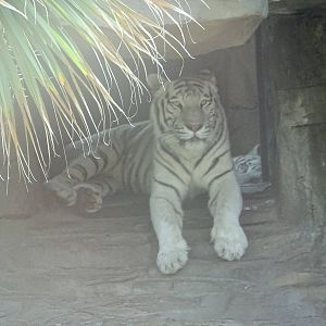White Bengal Tiger at Busch Gardens Tampa