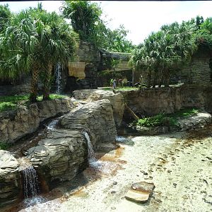 Bengal Tiger Exhibit at Busch Gardens Tampa