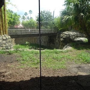 Bengal Tiger Exhibit at Busch Gardens Tampa