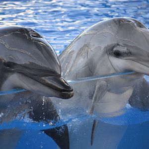 Dolphins