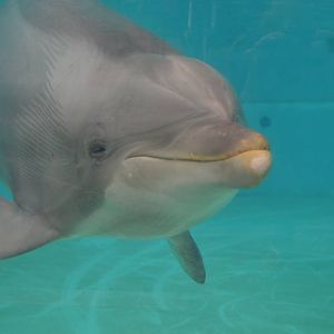 Dolphin