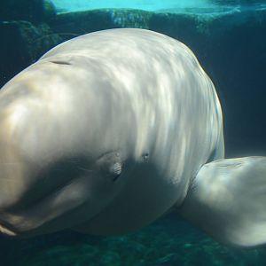 Beluga Whale
