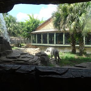 Bengal Tiger Exhibit at Busch Gardens Tampa