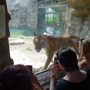 Bengal Tiger at Busch Gardens Tampa