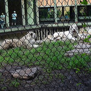Bengal Tiger Exhibit at Busch Gardens Tampa