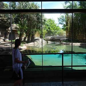 Bengal Tiger Underwater Viewing Area at Busch Gardens Tampa