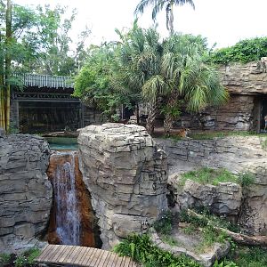 Bengal Tiger Exhibit at Busch Gardens Tampa