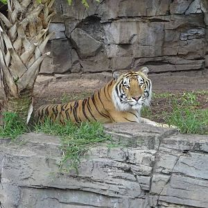 Bengal Tiger at Busch Gardens Tampa