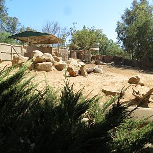 Northern Frontier - Grevys Zebra Exhibit