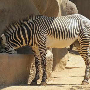 Northern Frontier - Grevys Zebra Exhibit