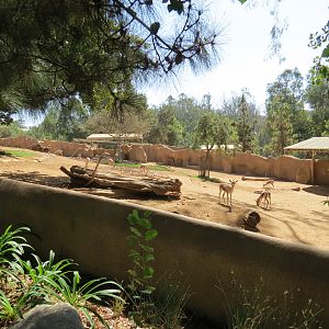 Northern Frontier - Lesser Kudu, Spekes Gazelle, and Southern Gerenuk Exhib