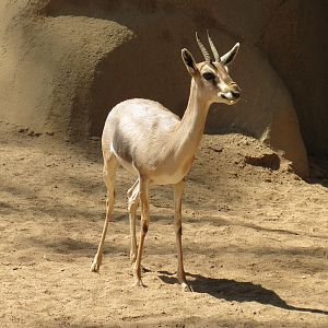 Northern Frontier - Lesser Kudu, Spekes Gazelle, and Southern Gerenuk Exhib