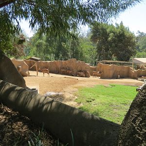 Northern Frontier - Lesser Kudu, Spekes Gazelle, and Southern Gerenuk Exhib