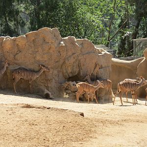 Northern Frontier - Lesser Kudu, Spekes Gazelle, and Southern Gerenuk Exhib