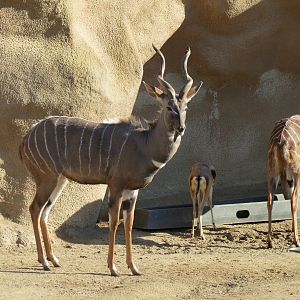 Northern Frontier - Lesser Kudu, Spekes Gazelle, and Southern Gerenuk Exhib