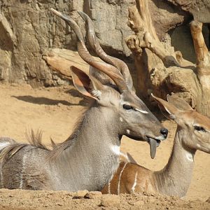 Northern Frontier - Lesser Kudu, Spekes Gazelle, and Southern Gerenuk Exhib