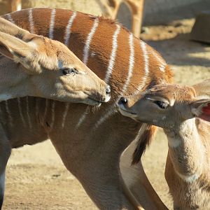 Northern Frontier - Lesser Kudu, Spekes Gazelle, and Southern Gerenuk Exhib