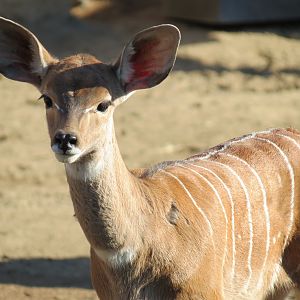 Northern Frontier - Lesser Kudu, Spekes Gazelle, and Southern Gerenuk Exhib