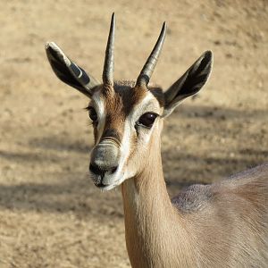 Northern Frontier - Lesser Kudu, Spekes Gazelle, and Southern Gerenuk Exhib