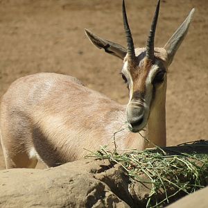 Northern Frontier - Lesser Kudu, Spekes Gazelle, and Southern Gerenuk Exhib