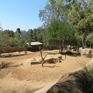 Northern Frontier - Lesser Kudu, Spekes Gazelle, and Southern Gerenuk Exhib