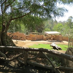 Northern Frontier - Lesser Kudu, Spekes Gazelle, and Southern Gerenuk Exhib