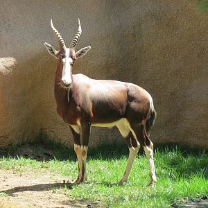Northern Frontier - Bontebok Exhibit