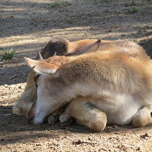 Northern Frontier - Bontebok Exhibit