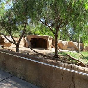 Northern Frontier - Southern Gerenuk Exhibit