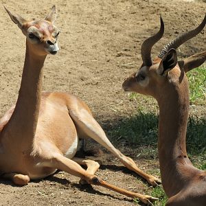 Northern Frontier - Southern Gerenuk Exhibit