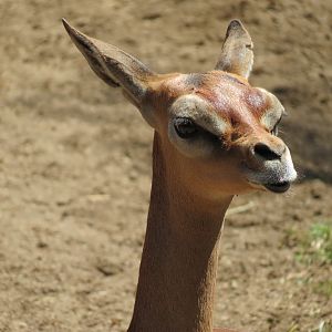 Northern Frontier - Southern Gerenuk Exhibit
