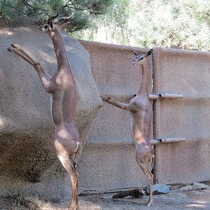 Northern Frontier - Southern Gerenuk Exhibit
