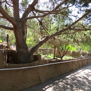 Northern Frontier - Southern Gerenuk Exhibit