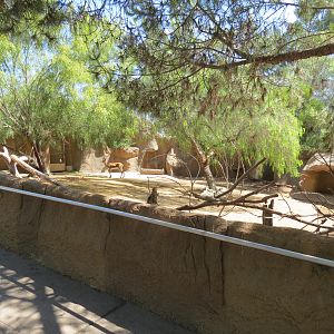 Northern Frontier - Cuviers Gazelle Exhibit