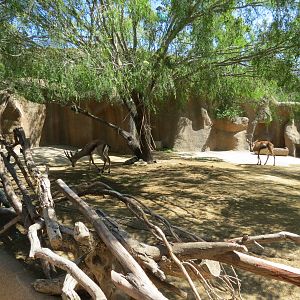 Northern Frontier - Cuviers Gazelle Exhibit