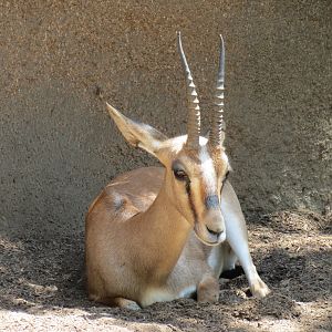 Northern Frontier - Cuviers Gazelle Exhibit
