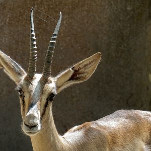 Northern Frontier - Cuviers Gazelle Exhibit